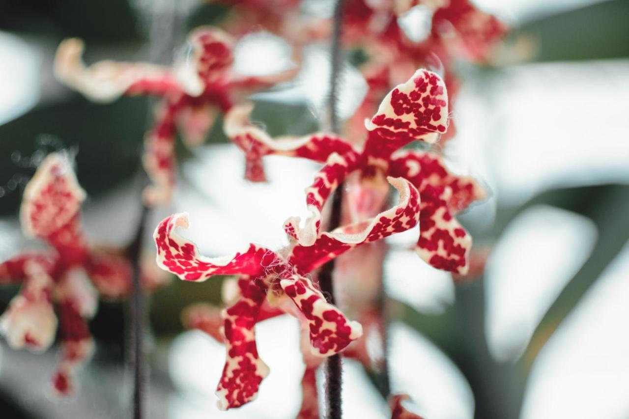 Villa Orchid Garden Riverside Hội An Extérieur photo